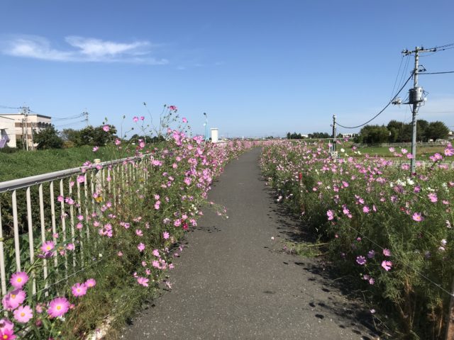 富士見市 コスモスの咲く散歩道