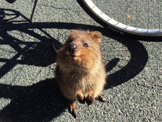 クオッカ ワラビー 埼玉